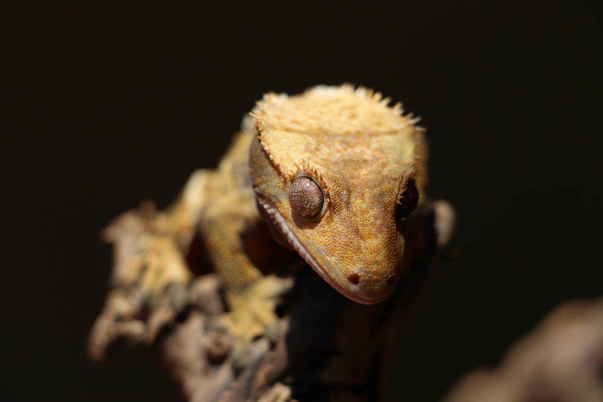 brown gecko